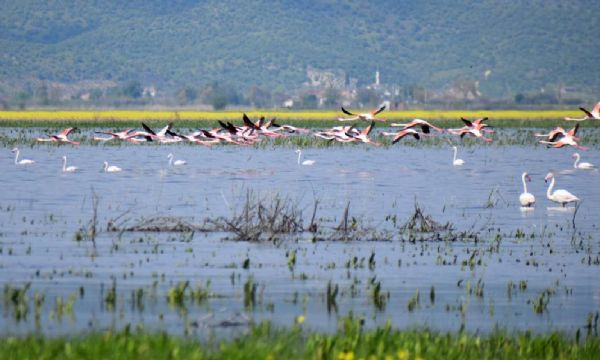  Göçmen kuşlar Marmara Gölü'nü süsledi