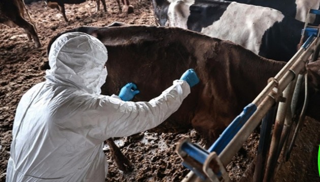 1 aylık şap karantinası sona erdi
