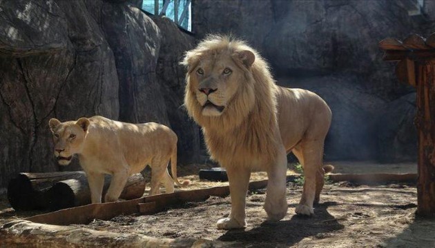 İran'da aslan bakıcısını öldürdü