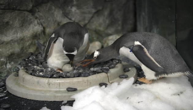 Eşcinsel penguenler bebek sahibi oldu!