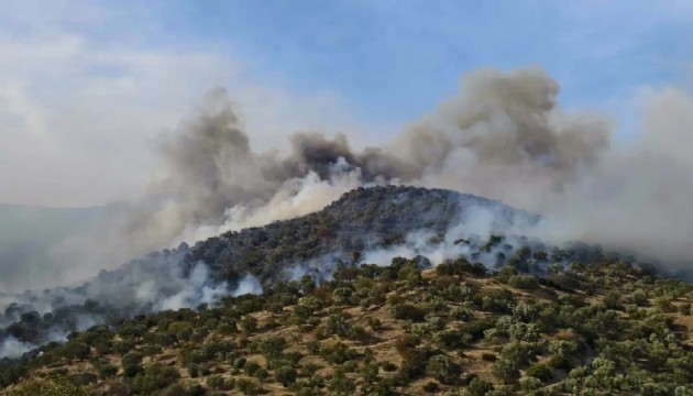 Aydın'da orman yangını: Müdahale sürüyor