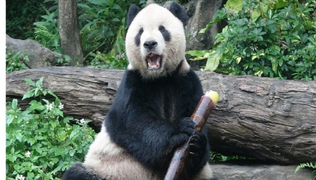 Japonya'da artık panda kalmayacak