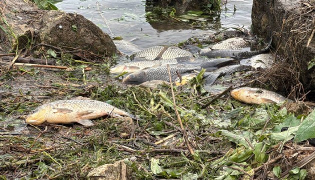Büyükçekmece Gölü'nde balık ölümleri!