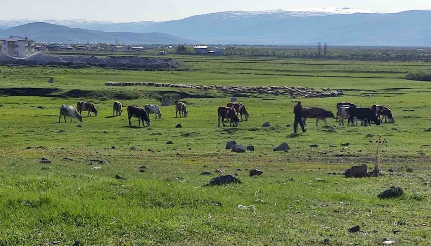 Ardahan’da kuduz tespit edildi