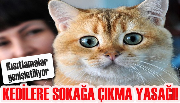 Kısıtlamalar arttı! Kedilere sokağa çıkma yasağı getirildi