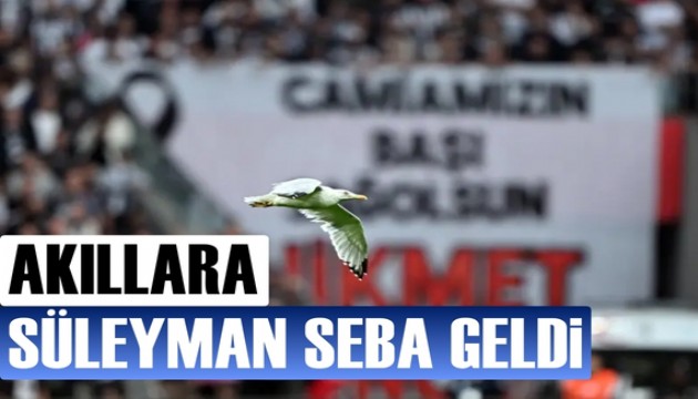 Beşiktaş-Samsunspor maçında sahaya martı girdi