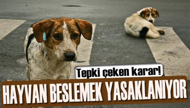 İran'dan flaş karar: Evlerde kedi-köpek beslemek yasaklanıyor!