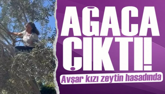 Hülya Avşar Ayvalık'taki evinde zeytin hasadı yaptı! Sahte ürünlere tepki gösterdi