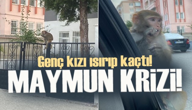 Çorum'da maymun krizi!  Genç kız hastaneye kaldırıldı