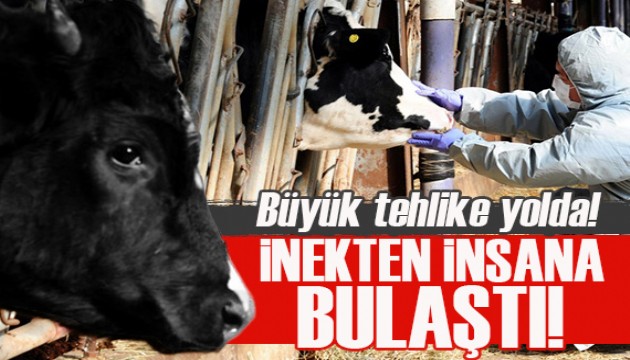 Büyük tehlike geliyor! İnekten insana kuş gribi bulaştı