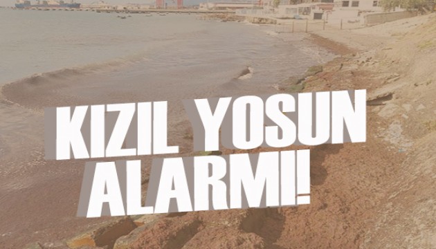 Marmara Denizi'nde kızıl yosun alarmı