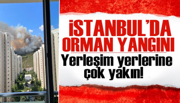 Maltepe'de orman yangını çıktı! Yerleşim yerlerine çok yakın