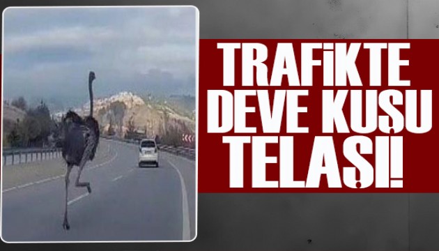 Diyarbakır'da trafikte deve kuşu telaşı!