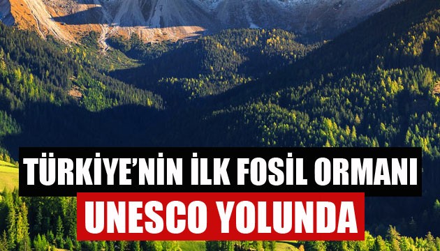 Türkiye'nin ilk fosil ormanı UNESCO yolunda