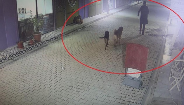 Kedileri köpeklere parçalatan madde bağımlısı şahıs gözaltına alındı