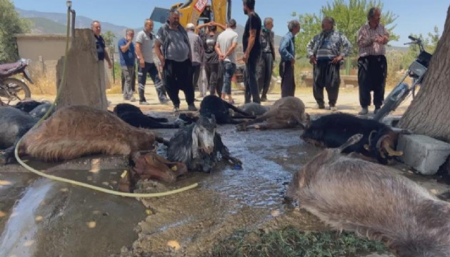 Hatay’da feci olay: 77 küçükbaş hayvan telef oldu