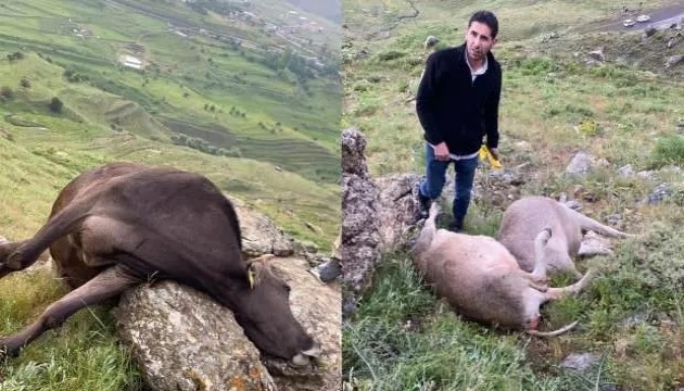 Hakkari'de inekleri yıldırım çarptı