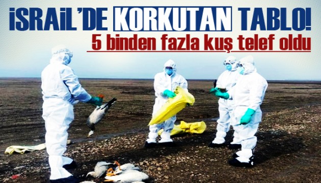 İsrail'de korkutan tablo! 5 binden fazla kuş telef oldu