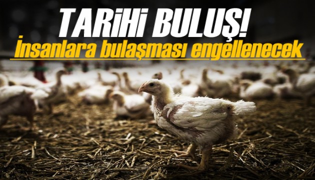 Bilim insanları, kuş gribinin insanlara bulaşmasını engelleyen geni buldu