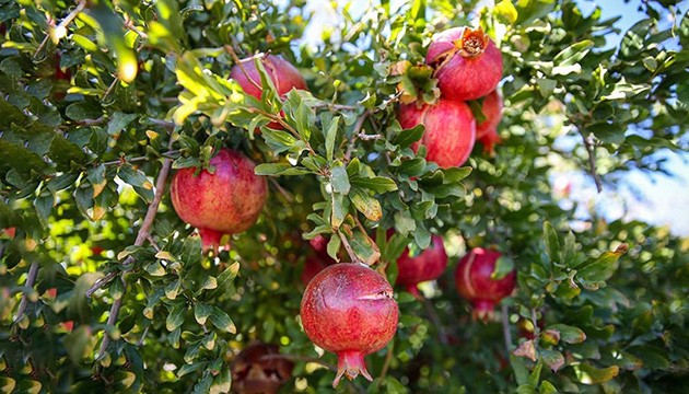 Dev alanda üretilen narda hasat zamanı