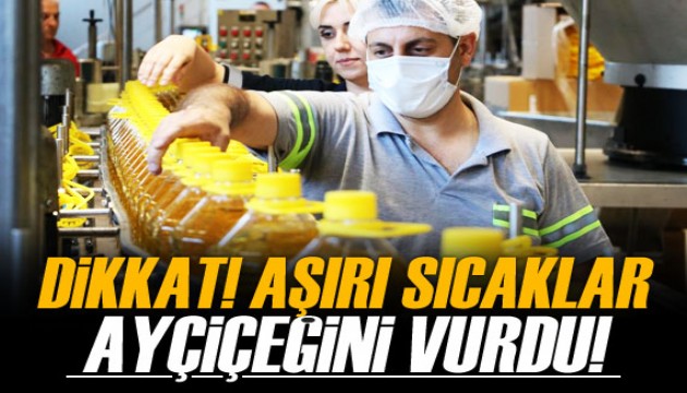 Aşırı sıcaklar ve kuraklık ayçiçeğini vurdu