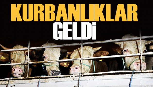 İstanbul'da hayvan girişleri başladı! Hayvanlar sağlık taramasından geçti