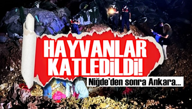 Ankara'da sokak hayvanları katledildi! 6 kişi gözaltında