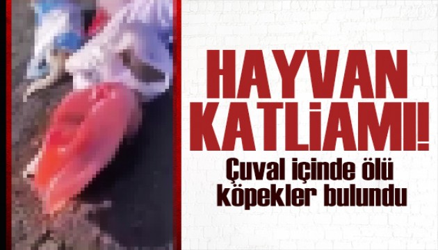 Edirne'de çuval içinde ölü köpekler bulundu! Hayvan katliamına tepki