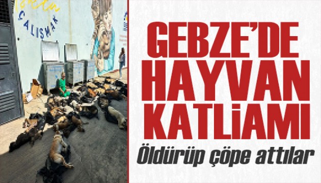 Gebze Belediye hayvanları hedef aldı! Onlarca kedi ve köpeği öldürdüler