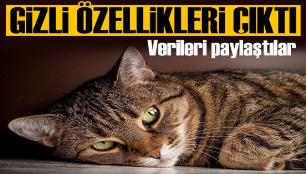 Verileri paylaştılar! Kediler kelimeleri görselleştiriyor