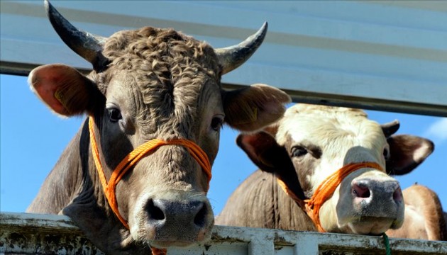 Hayvancılık desteklerinde artış