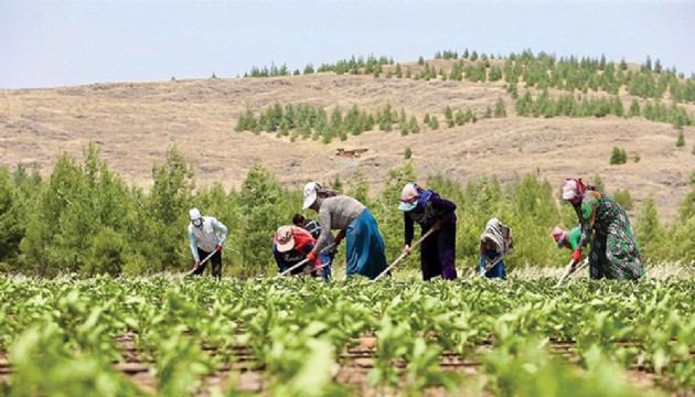 Çiftçi tarımdan uzaklaştı: Tarlalar boş kaldı!