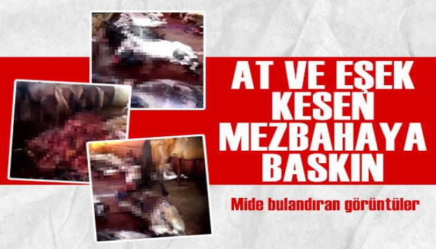 Kebabın başkenti Adana'da mide bulandıran görüntüler... Eşek ve at kesimi yapılan mezbahaya baskın!