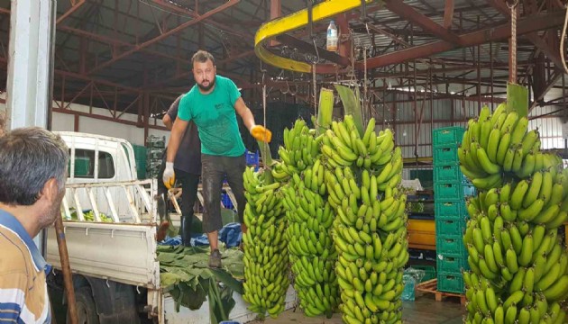 Alanya'da beklenti; rekoltenin 150 bin tonu bulması...