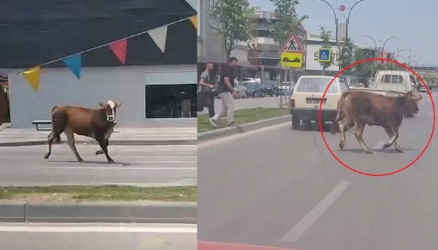 Kaçan kurbanlık inek trafiği alt üst etti!