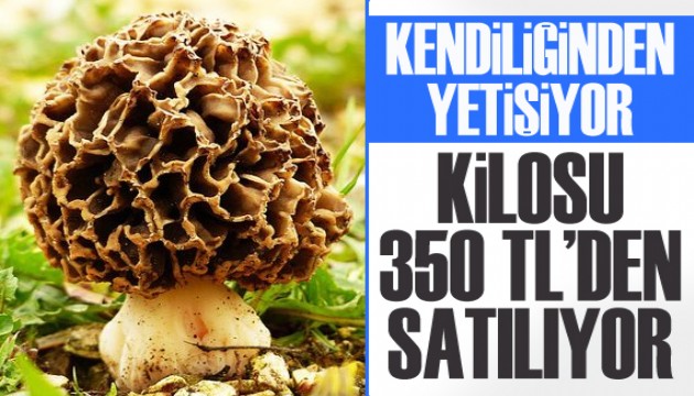 Kendiliğinden yetişiyor, kilosu 350 TL'den satılıyor