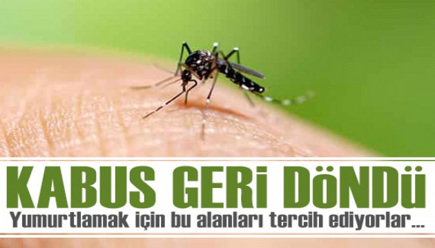 Asya kaplan sivrisineği kabusu Marmara'ya geri döndü! Yumurtlamak için bu alanları tercih ediyorlar...