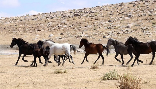 Yılkı atları dörtnala koşuyor