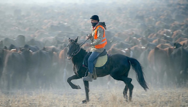 Ağrı Dağı'nın kovboylarının zorlu mesaisi