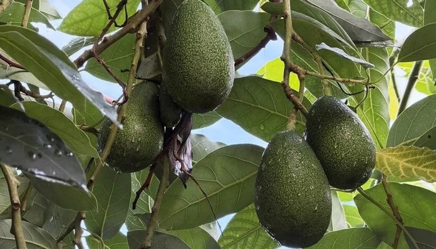 Alanya avokadosunda ihracat dönemi başladı
