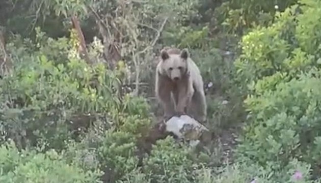 Orman işçileri ayıyla karşılaştı