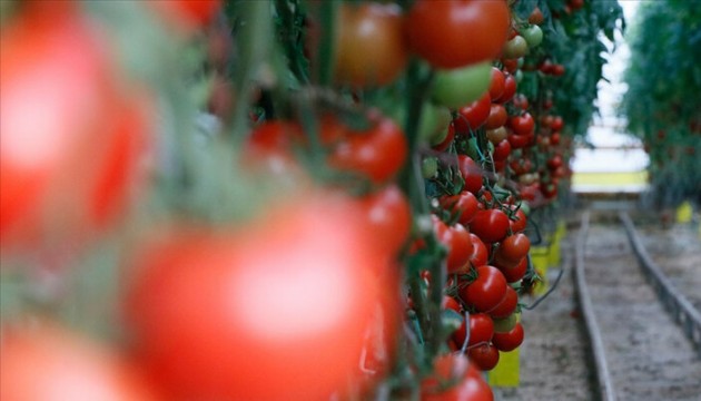 Rusya'dan Türkiye kararı: Kota arttı