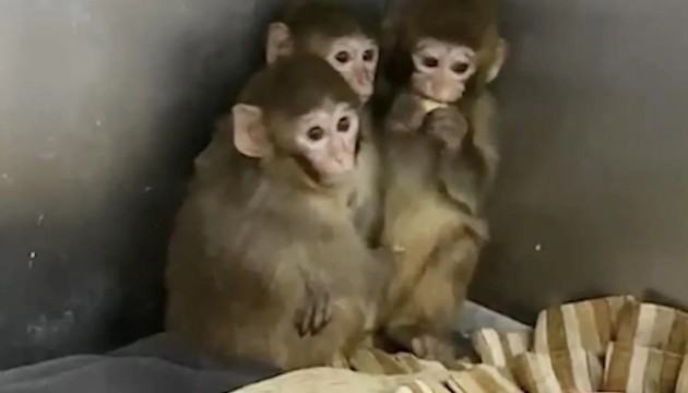 3 maymun koruma altına alındı