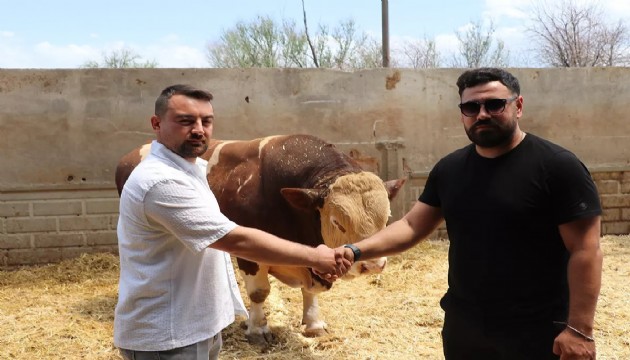 Şampiyon boğa satıldı