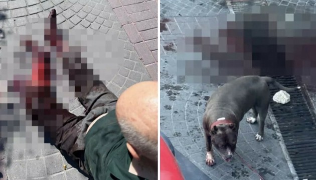 İstanbul'un göbeğinde pitbull dehşeti!