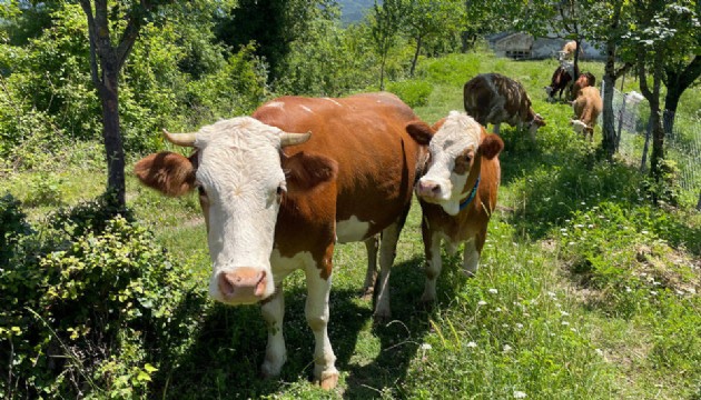 Karabük'te şap karantinası!