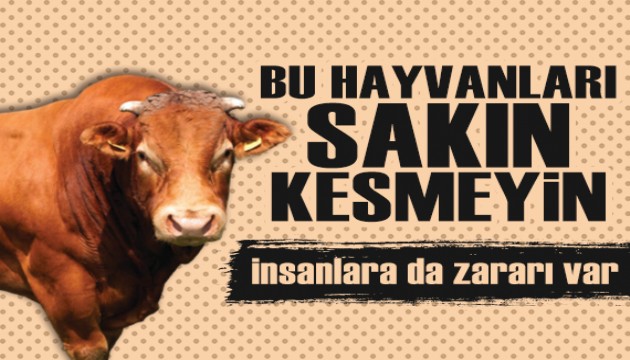 Kurbanlıklar için kritik uyarı: Bu hayvanları sakın kesmeyin! İnsanlara da zararı var...