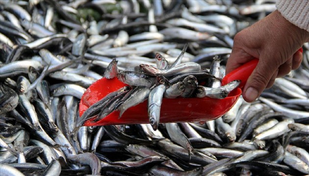 Balık tezgahlarında bolluk yılı