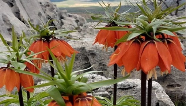 Koparmanın cezası 700 bin TL