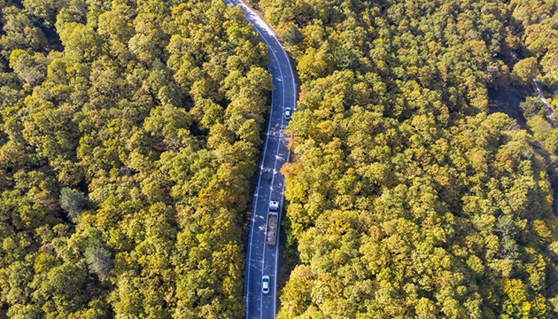 Ormanlık alanlarda renk cümbüşü